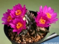 This is undoubtedly one of the slowest growing and charming species seldom seen in collections. This is undoubtedly one of the slowest growing and charming species seldom seen in collections.