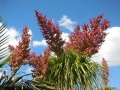 Flowering habit at Wattleup Nursery and Palm Lake Display Gardens. Perth W.A. Australia. Flowering habit at Wattleup Nursery and Palm Lake Display Gardens. Perth W.A. Australia.