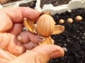 Cycas wadei seeds from the plants in Jurassic Cycad Gardens. Cycas wadei seeds from the plants in Jurassic Cycad Gardens.
