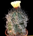 Astrophytum capricorne, a 25 years old specimen. Astrophytum capricorne, a 25 years old specimen.