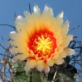 The throat and the base of the petals are red The throat and the base of the petals are red