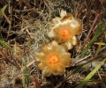 Flowering habit (Neuquen province, Argentina.)