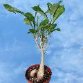 Baobab can be trained as a bonsai tree.