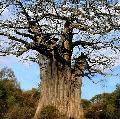 Baobab is leafless for nine months of the year.
