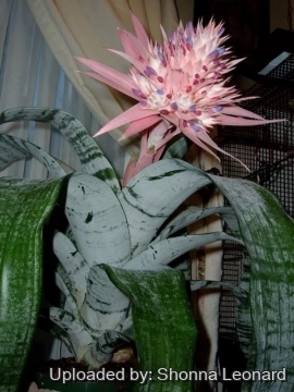 29382 shonnalee Shonna Leonard