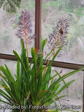 20917 star Forest Starr & Kim Starr