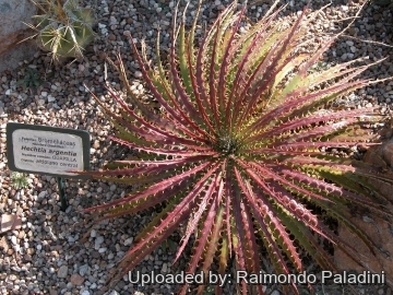 27070 RapCactus Raimondo Paladini