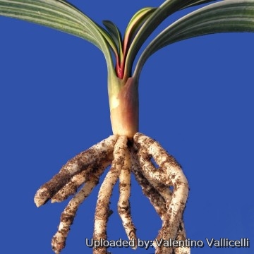 1106 valentino Valentino Vallicelli