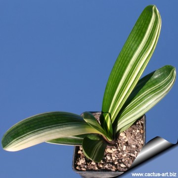 1110 cactus-art Cactus Art