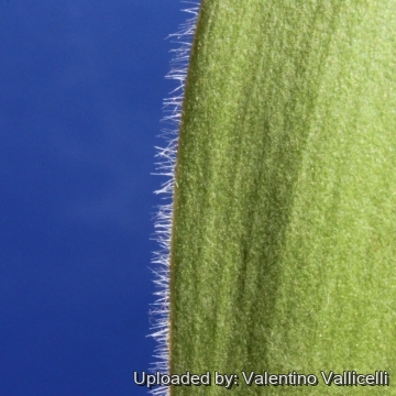 10593 valentino Valentino Vallicelli