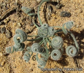 29826 frikkie Frikkie Hall