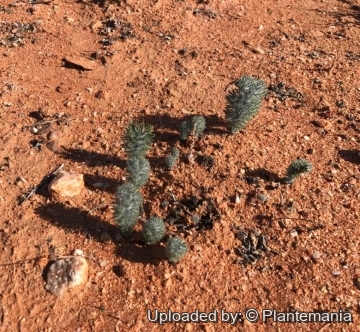 29709 plantemania © Plantemania