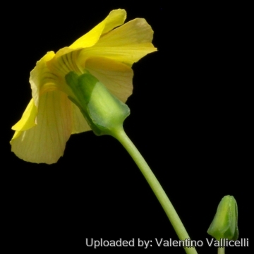 15735 valentino Valentino Vallicelli