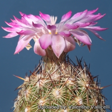 16650 valentino Valentino Vallicelli