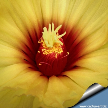 14595 cactus-art Cactus Art