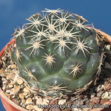 26519 valentino Valentino Vallicelli