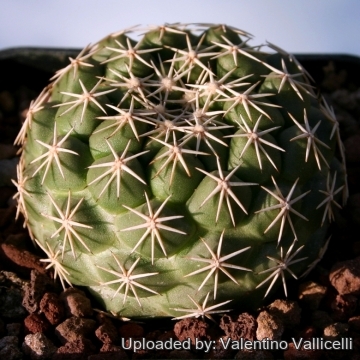 14660 valentino Valentino Vallicelli