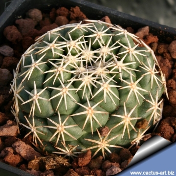 14661 cactus-art Cactus Art