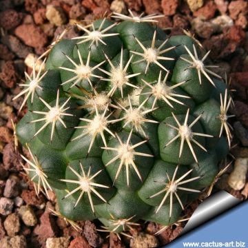 14663 cactus-art Cactus Art