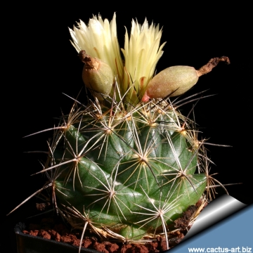 14629 cactus-art Cactus Art