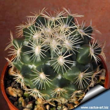 14658 cactus-art Cactus Art