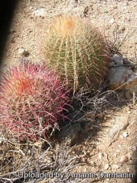 28895 amante Amante Darmanin