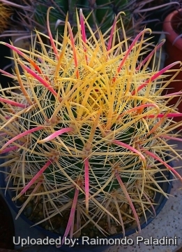 26936 RapCactus Raimondo Paladini