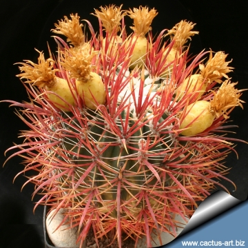 8960 cactus-art Cactus Art