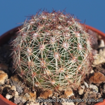 17437 valentino Valentino Vallicelli