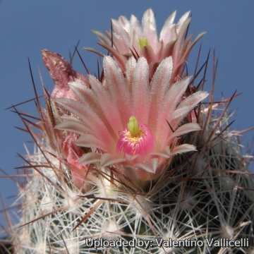 13512 valentino Valentino Vallicelli