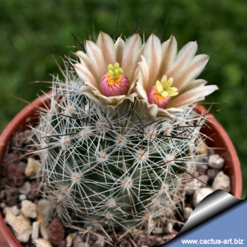 13505 cactus-art Cactus Art