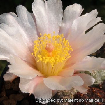 5088 valentino Valentino Vallicelli