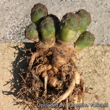 5090 valentino Valentino Vallicelli