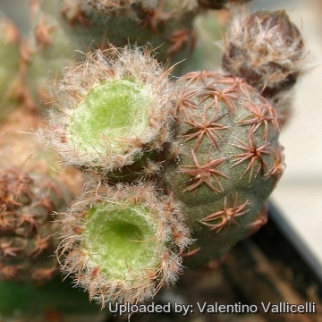 5093 valentino Valentino Vallicelli