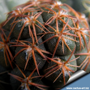 5096 cactus-art Cactus Art