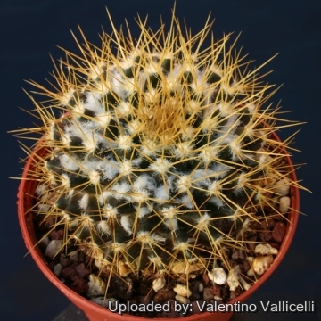 9777 valentino Valentino Vallicelli