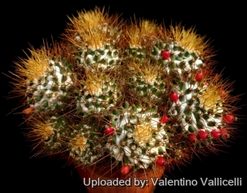 9778 valentino Valentino Vallicelli