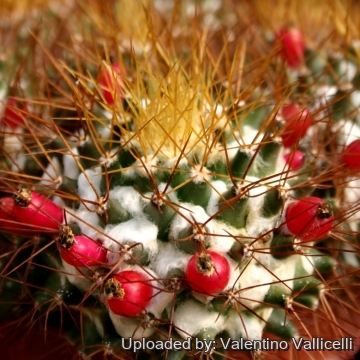 9780 valentino Valentino Vallicelli