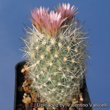 6504 valentino Valentino Vallicelli