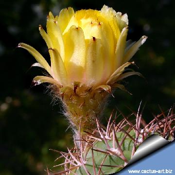 62 cactus-art Cactus Art