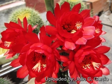 20075 julio Julio C. García