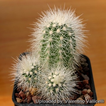 608 valentino Valentino Vallicelli