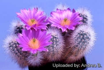 611 andrea Andrea B.