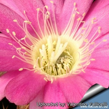 657 valentino Valentino Vallicelli