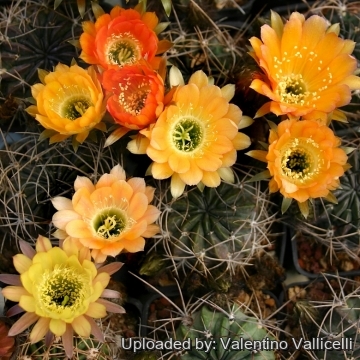 9769 valentino Valentino Vallicelli