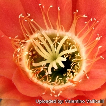 9767 valentino Valentino Vallicelli