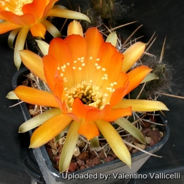 9771 valentino Valentino Vallicelli