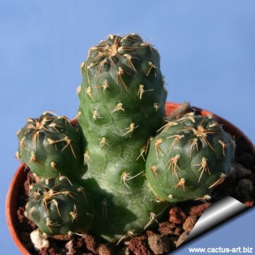 709 cactus-art Cactus Art