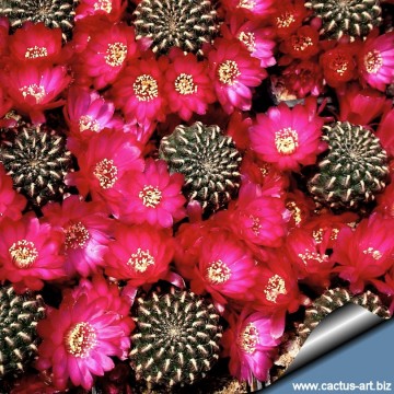 811 cactus-art Cactus Art
