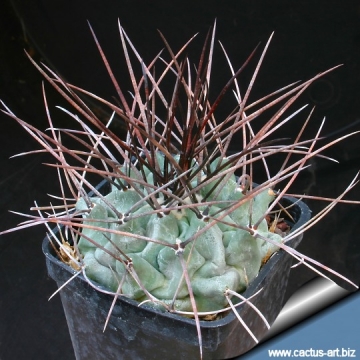 10402 cactus-art Cactus Art
